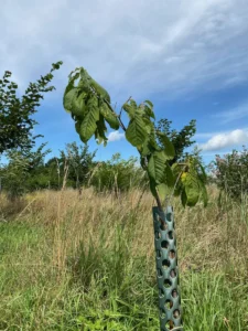 Boom V37 – 2025-07-21