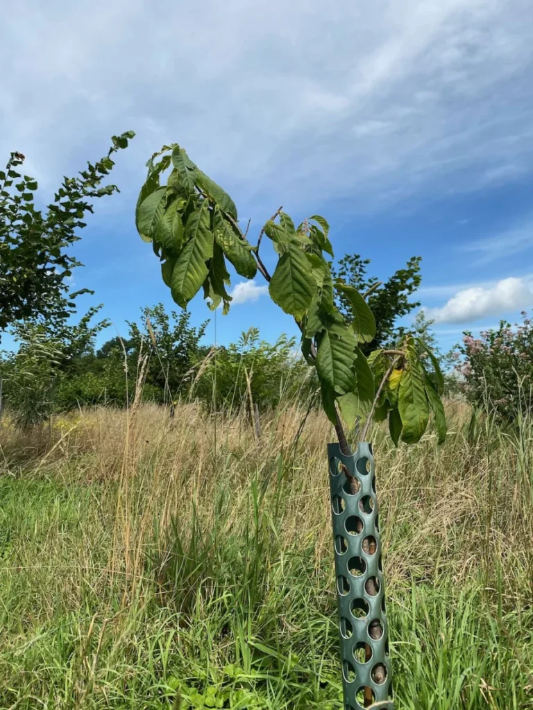 Boom V37 – 2025-07-21