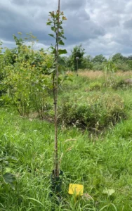 Boom V38 – 2024-07-07