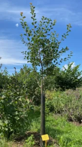 Boom V38 – 2025-07-21