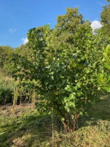 Boom V40 – 2024-07-28