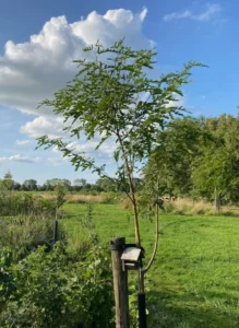 Boom V41 – 2024-07-28