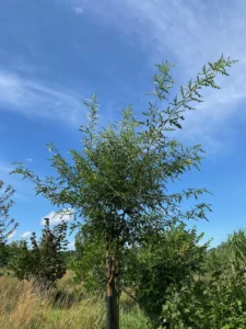 Boom V41 – 2025-07-21