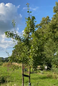 Boom V42 – 2024-07-28