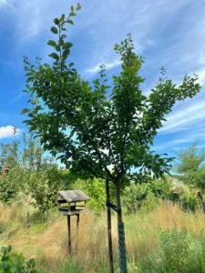 Boom V42 – 2025-07-21