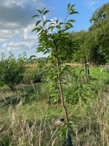 Boom V43 – 2024-07-28