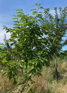 Boom V43 – 2025-07-21