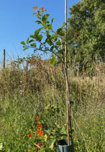 Boom V46 – 2024-07-28
