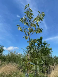 Boom V47 – 2025-07-21