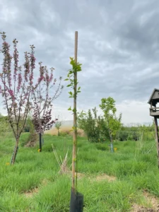 Boom V48 – 2025-04-21