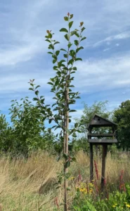 Boom V48 – 2025-07-21