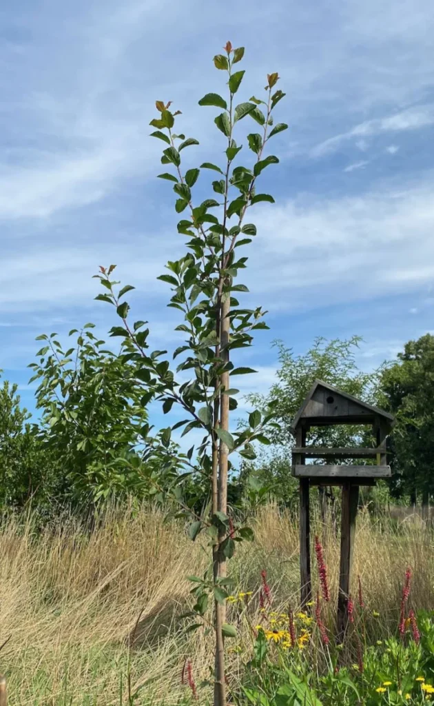 Boom V48 – 2025-07-21