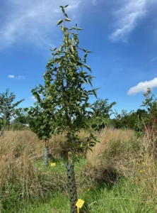 Boom V7 – 2025-07-21