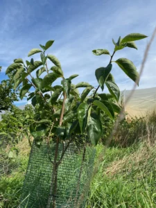 Boom V9 – 2025-07-21