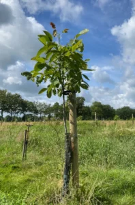 Boom W10 – 2024-07-07