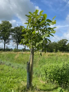 Boom W15 – 2024-07-07