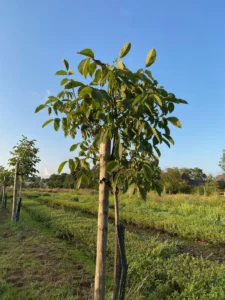 Boom W16 – 2025-07-28