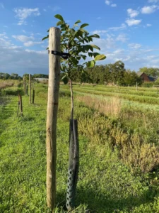 Boom W17 – 2023-08-13