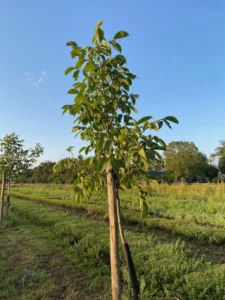 Boom W18 – 2025-07-28