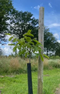 Boom W28 – 2024-07-07