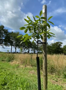 Boom W35 – 2024-07-07