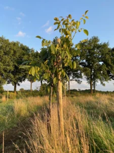Boom W36 – 2025-07-28