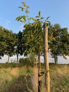 Boom W37 – 2025-07-28