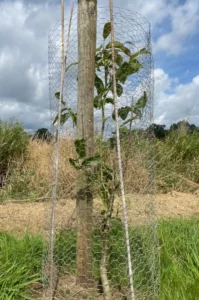 Boom W54 – 2024-07-07