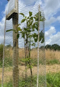 Boom W56 – 2024-07-07