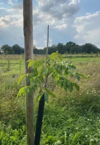 Boom W8 – 2023-07-28