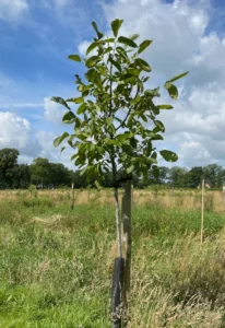Boom W9 – 2024-07-07