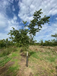 Boom B14 – 2026-09-27