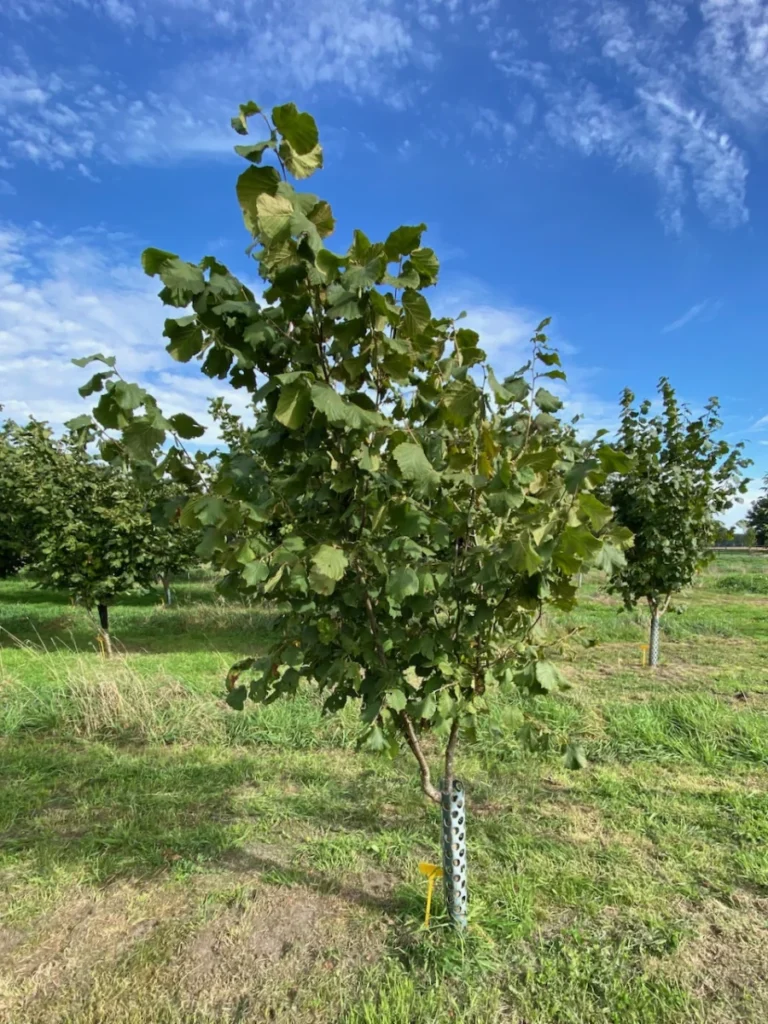 Boom D36 – 2026-09-27