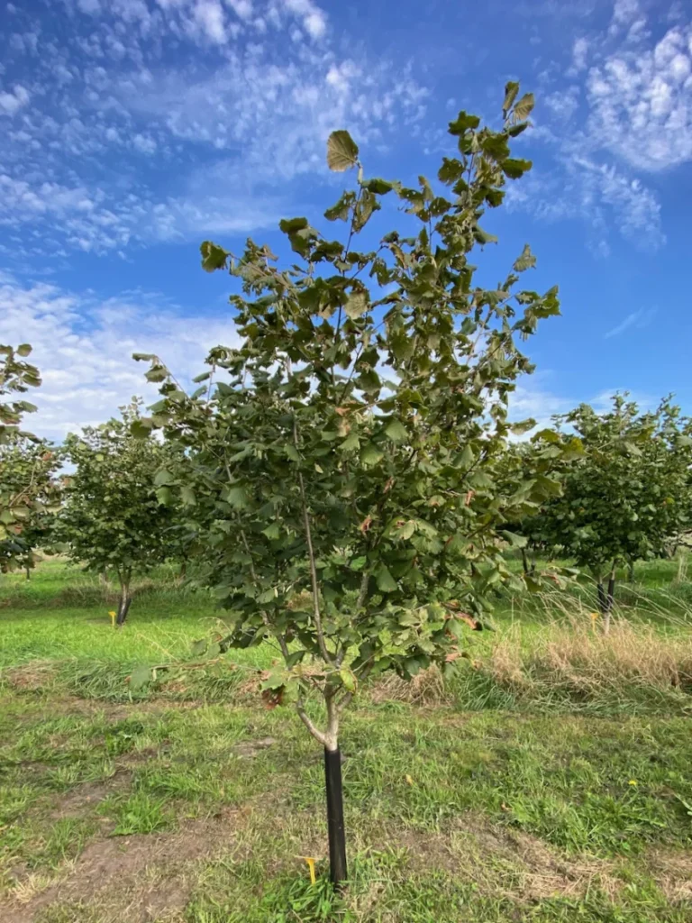 Boom D43 – 2026-09-27
