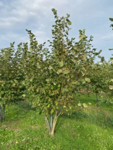 Boom D74 – 2026-09-12