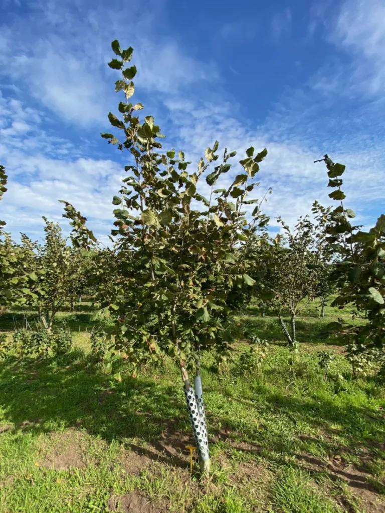 Boom D89 – 2026-09-27