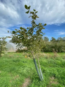 Boom E17 – 2026-09-27