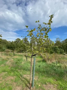 Boom E2 – 2026-09-27