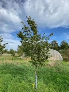 Boom E20 – 2026-09-27
