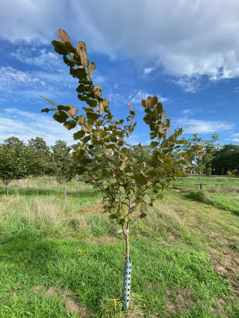 Boom E23 – 2026-09-27