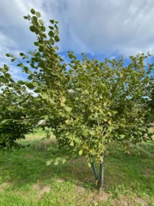 Boom E29 – 2026-09-27