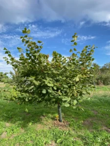 Boom E31 – 2026-09-27