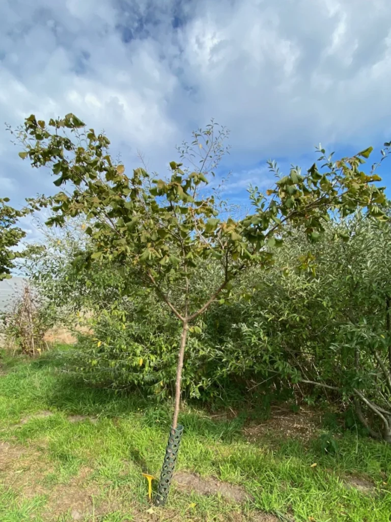Boom E7 – 2026-09-27