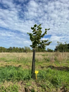 Boom H12 – 2026-09-27