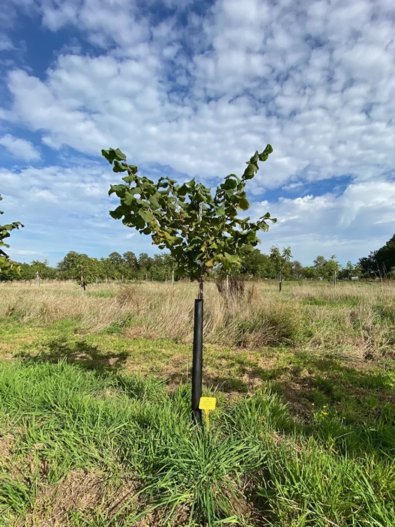 Boom H14 – 2026-09-27
