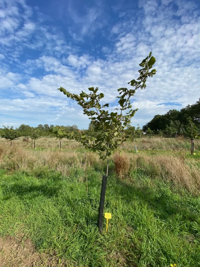 Boom H43 – 2026-09-27