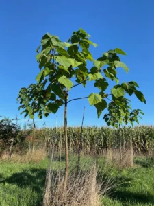 Boom K4 – 2026-09-06